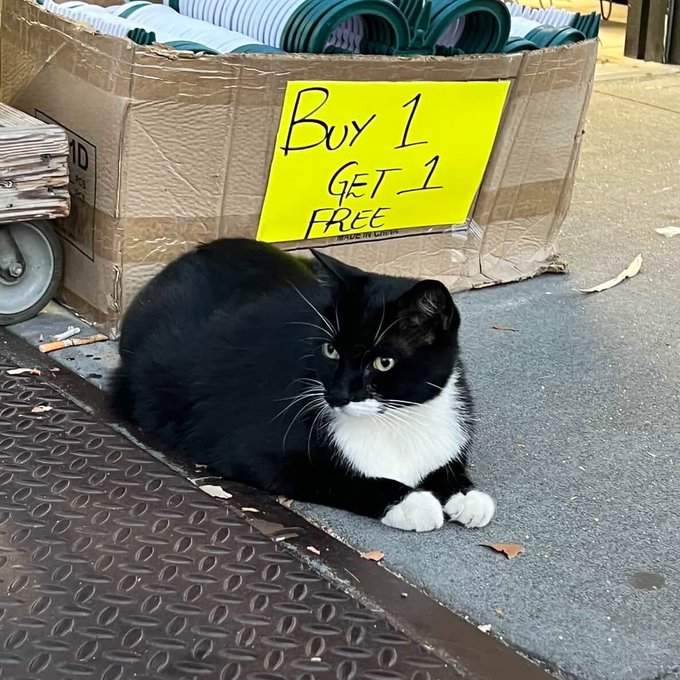 Real bodega cat from NYC